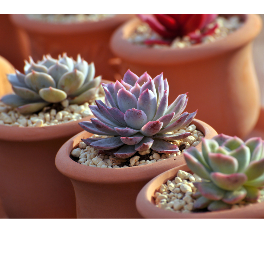 Succulents in terracotta pots.