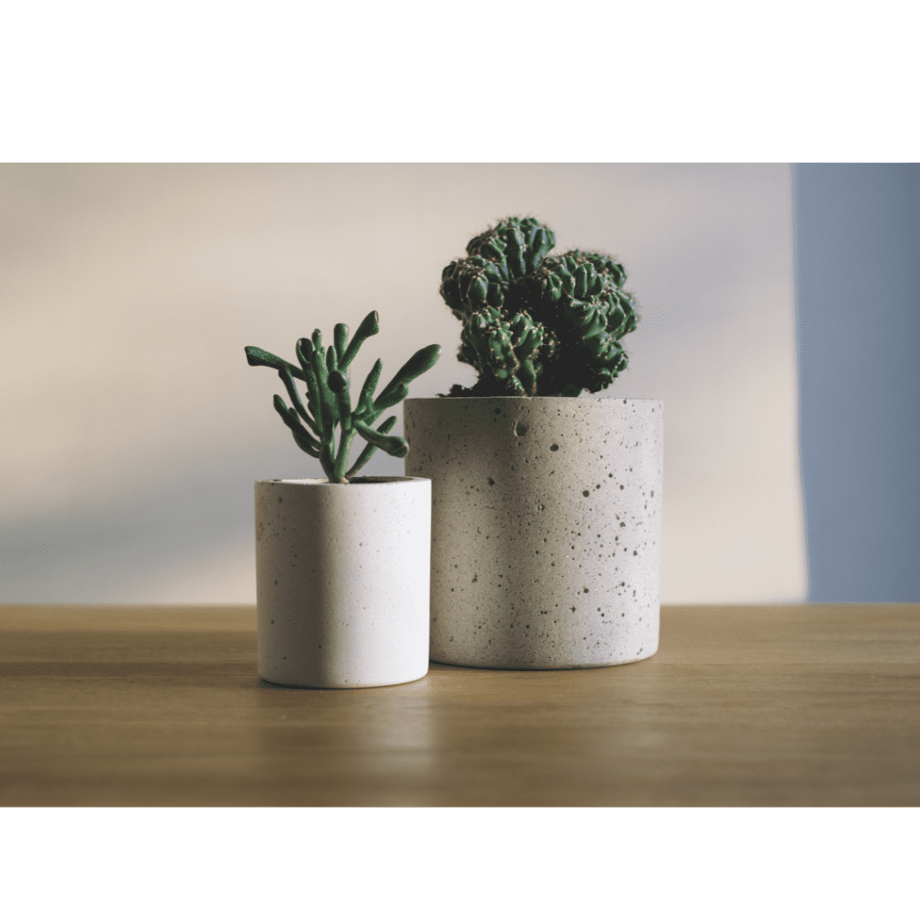 Two succulents in small neutral pots. 