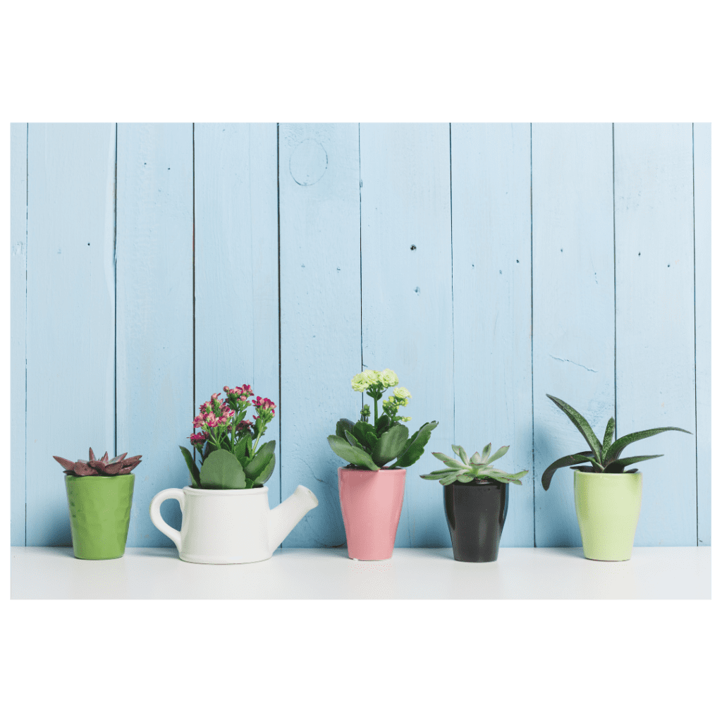 Assorted succulents potted in a variety of containers against a blue wood background. 