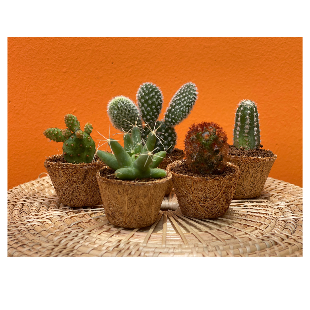 Assorted succulents in orange background.