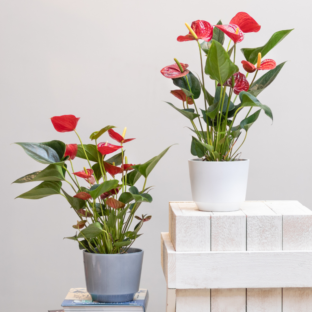 Two anthuriums in blue and white pot.