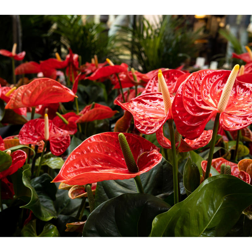 Close up of bright red anthuriums.