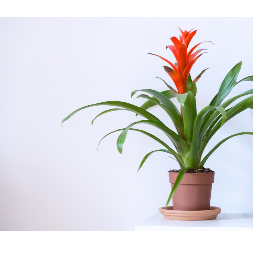 Potted bromeliad. 