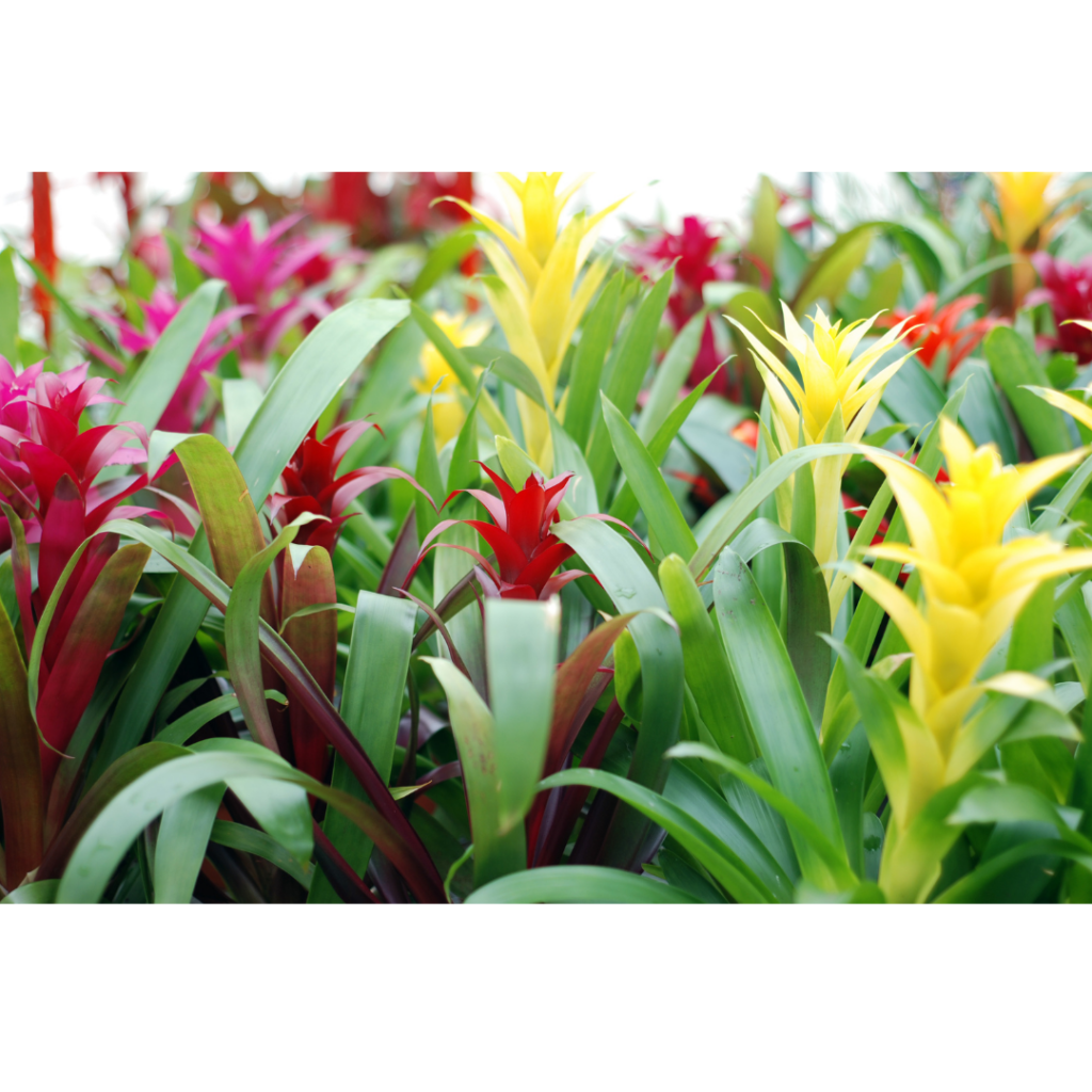 Close up various bromeliads. 