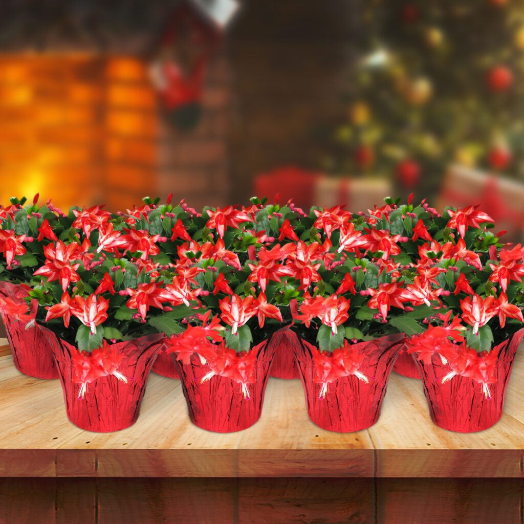 Christmas Cactus in red containers.