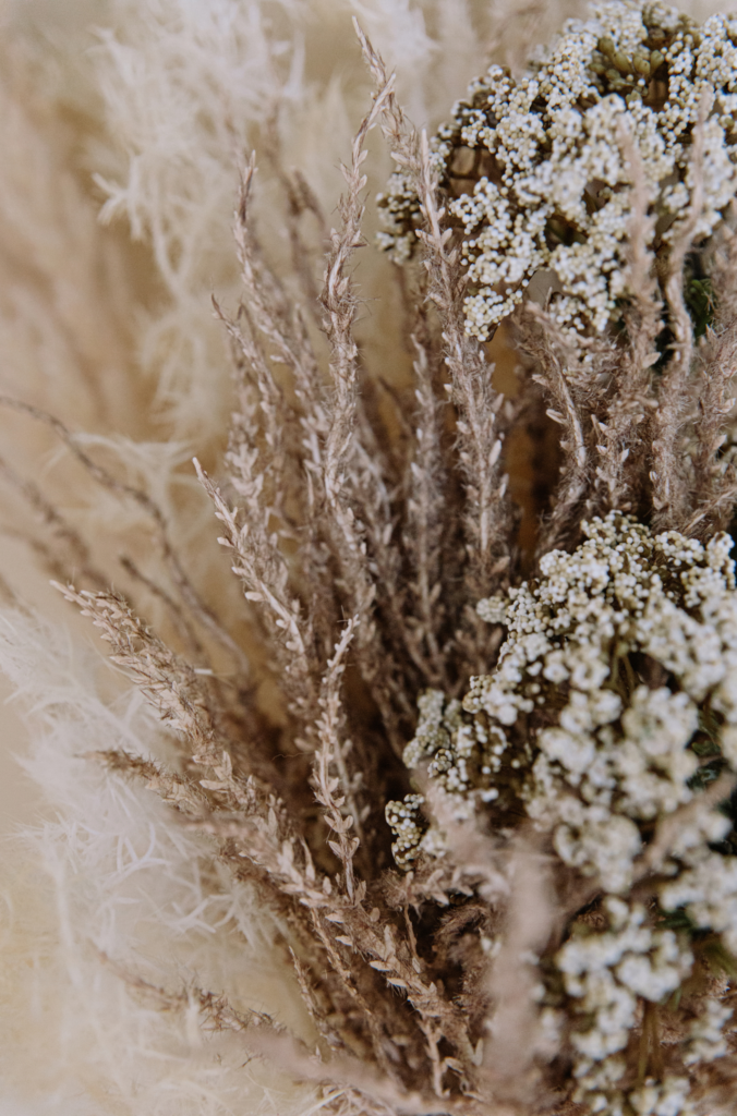 Dried pampas grass. 