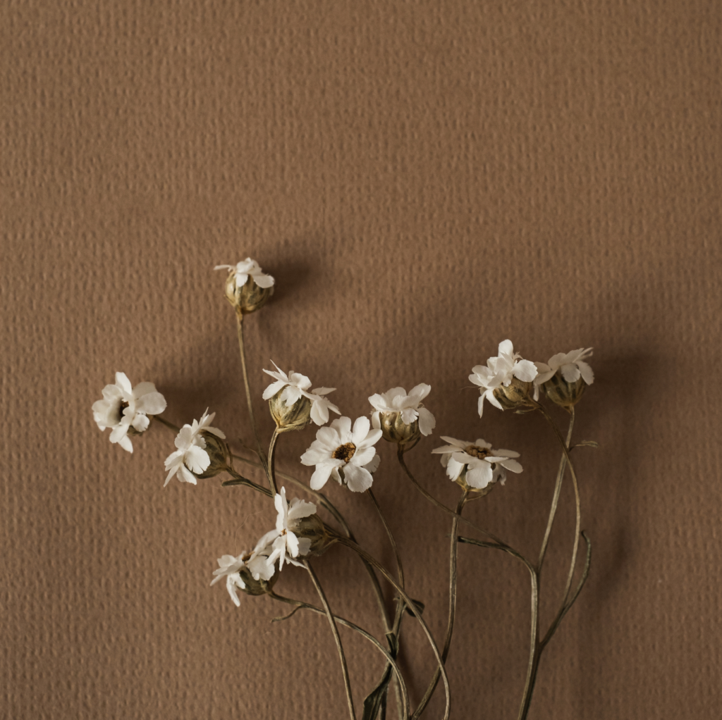 White flowers in brown background